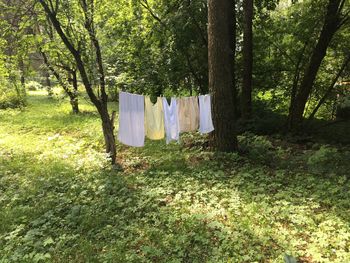 Clothes hanging on tree trunk in forest