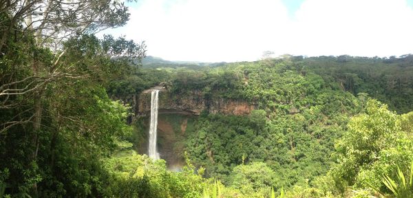 Trees in forest against sky