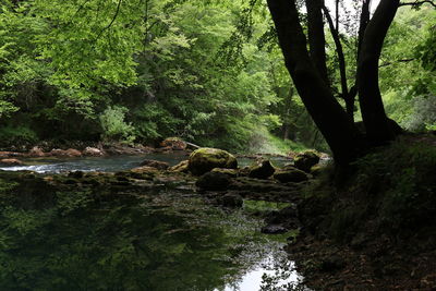 Scenic view of waterfall in forest