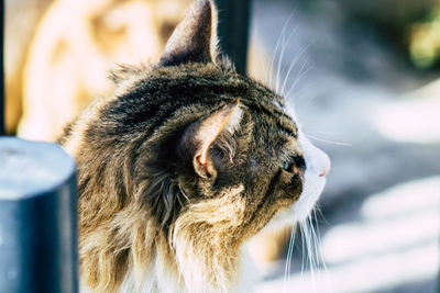 Close-up of a cat looking away