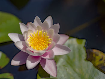 Close-up of lotus water lily in pond