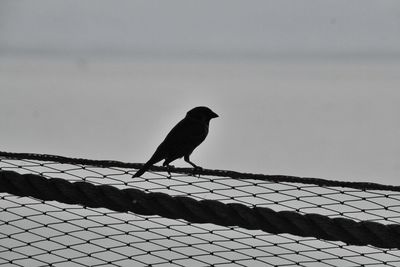 Bird perching on fence