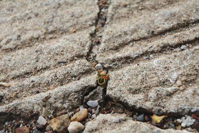 High angle view of insect on rock