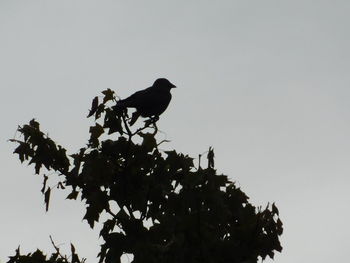 Low angle view of bird perching on a tree