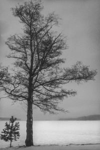 Bare trees against sky