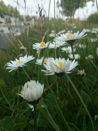 Close-up of white flowers blooming in field