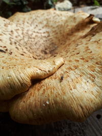 Close-up of mushrooms