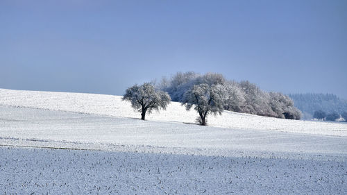 Trees on snow covered land against sky