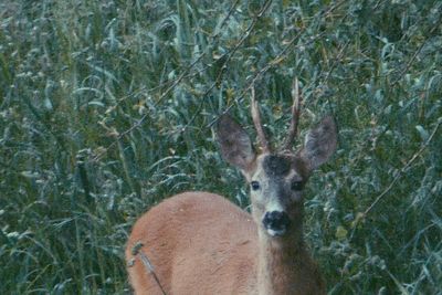 Portrait of deer on grass