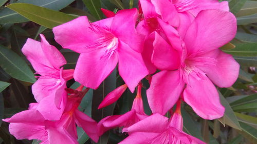 Close-up of pink flowering plants