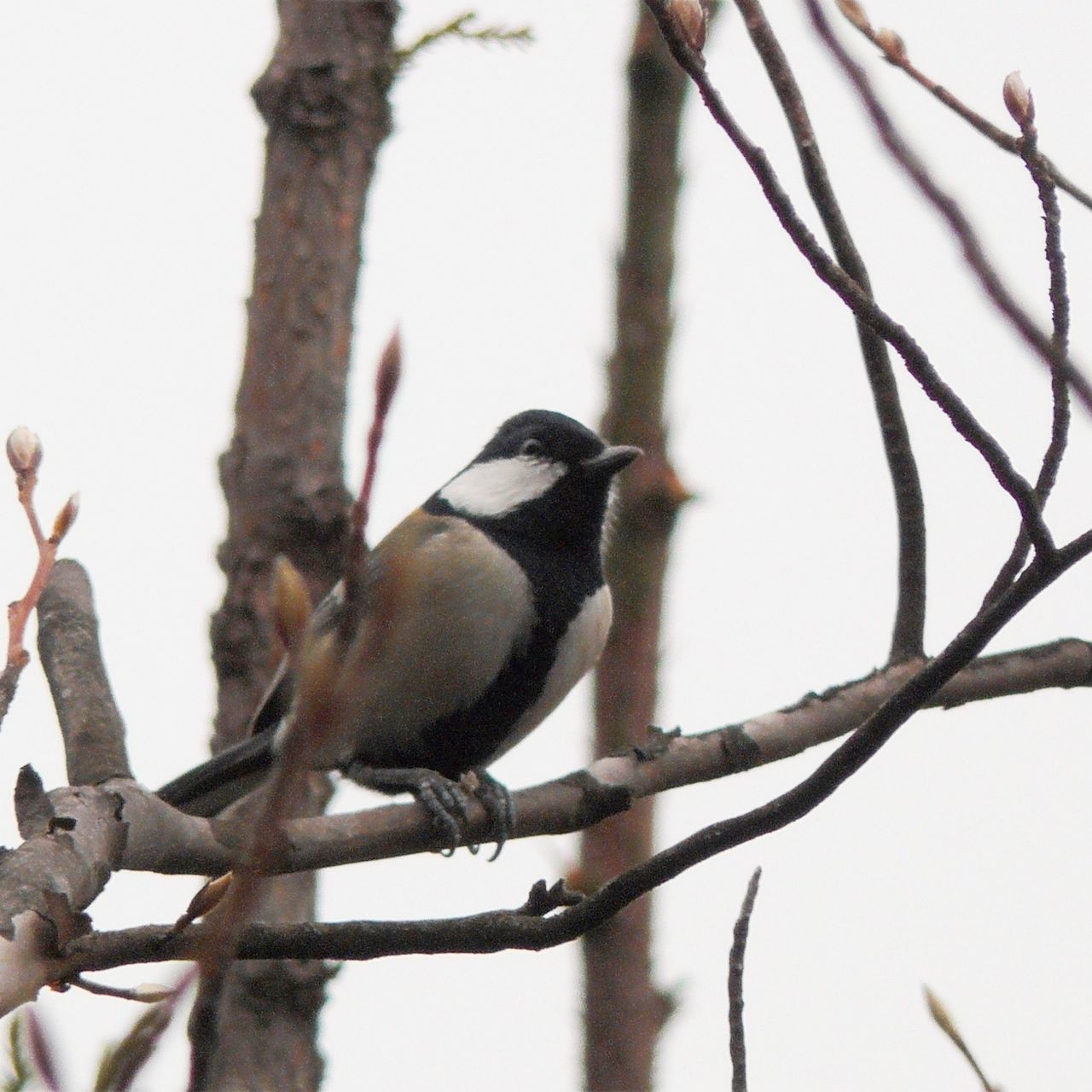 animal themes, animals in the wild, bird, wildlife, one animal, perching, branch, tree, low angle view, nature, full length, focus on foreground, beak, avian, zoology, outdoors, day, side view, vertebrate, bare tree