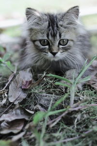 Portrait of a cat on field