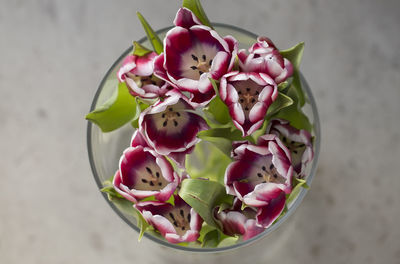 High angle view of pink flowers