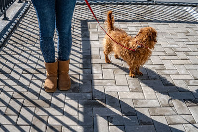 Low section of person with dog walking on footpath