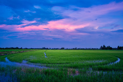 Scenic view of agricultural field against sky