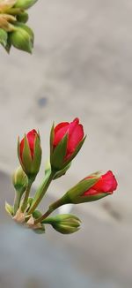 Close-up of red flowering plant