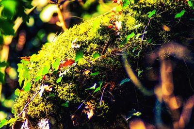 Close-up of plant growing on tree