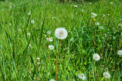 Dandelions blooming on field