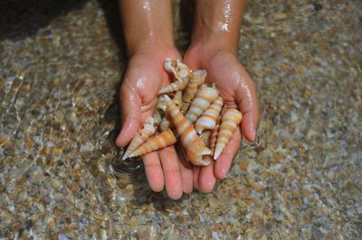 Directly above shot of person holding seashells at beach