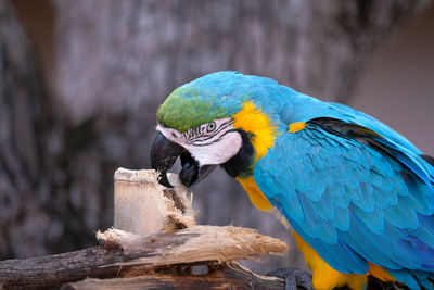 Close-up of parrot