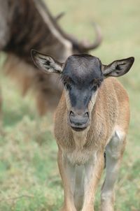 Close-up portrait of horse on field