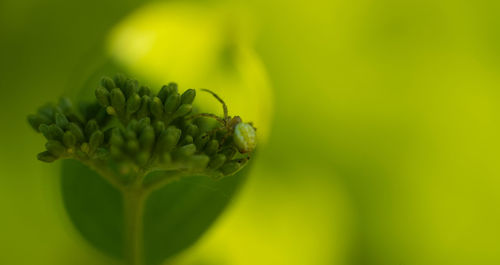 Close-up of yellow flower bud