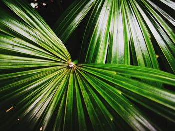 Close-up of palm leaves