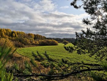 Scenic view of agricultural field against sky