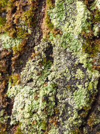 Close-up of moss on tree trunk