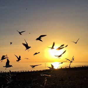 Silhouette of birds flying against sky at sunset