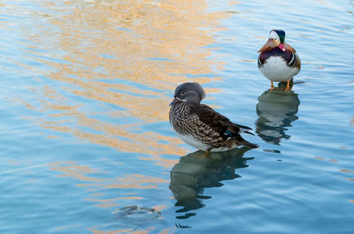 Two duck friends show off and pose like supermodels in the sunset