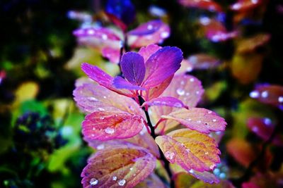 Close-up of water drops on leaves