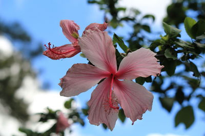 Close-up of hibiscus blooming against sky