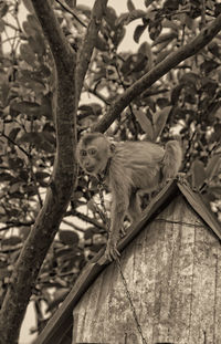 Monkeys sitting on tree