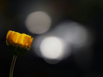 Close-up of yellow flower against defocused lights at night