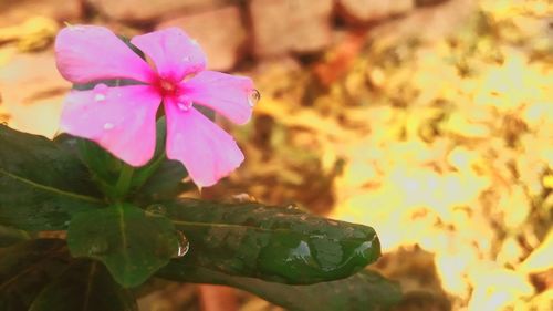 Close-up of pink flower