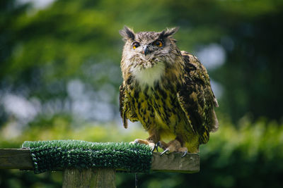 Close-up of owl perching on wooden post