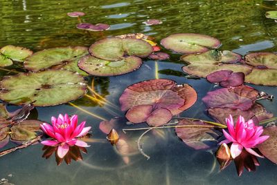 Pink lotus water lily in pond