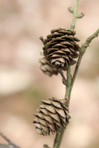 Close-up of pine cone