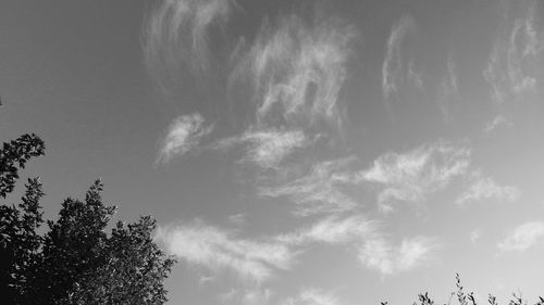 Low angle view of tree against sky