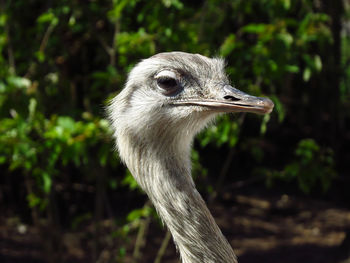 Close-up of a bird looking away