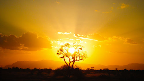 Silhouette of trees at sunset