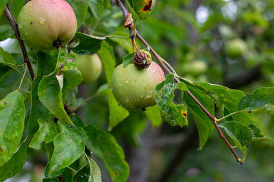 Close-up of raindrops on tree