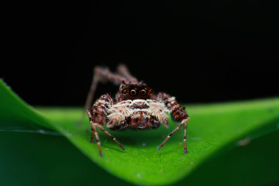 Close-up of spider