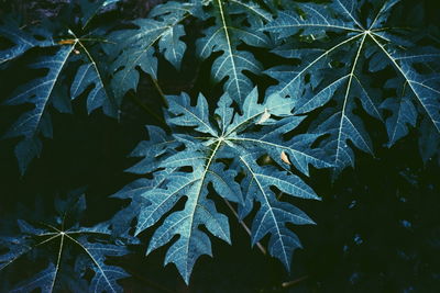 High angle view of maple leaves on tree