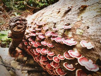 High angle view of plants growing on tree trunk