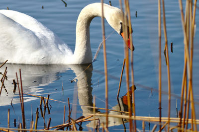 View of swan swimming in lake