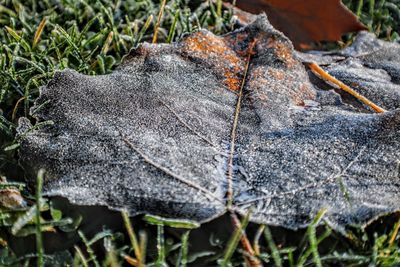 Close-up of dry leaves on field