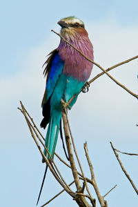 Low angle view of bird perching on branch against sky