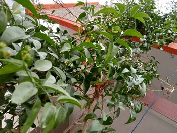 Close-up of potted plant